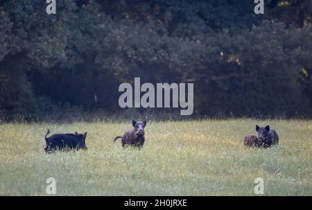 Gruppo di cinghiali con suinetti in piedi in erba alta nella foresta. Fauna selvatica in habitat naturale Foto Stock