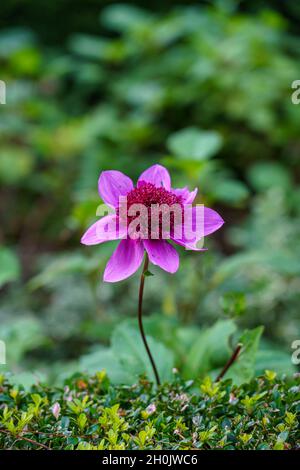 Primo piano di un Anemone Dahlia Blue Bayou Foto Stock