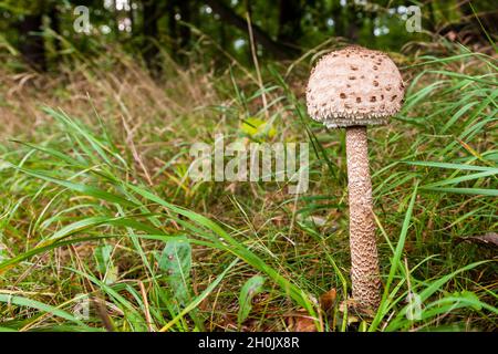 Parasolo (Macrolepiota procera, Lepiotia procera), giovane corpo fruttato singolo sul terreno forestale , Germania, Meclemburgo-Pomerania occidentale, Muritz Foto Stock