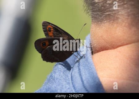Arran Brown, Ringlet Butterfly (Erebia ligea), succhia minerali da un colletto sudato, Germania, Baviera Foto Stock