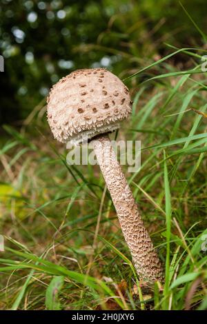 Parasolo (Macrolepiota procera, Lepiotia procera), giovane corpo fruttato singolo sul terreno forestale , Germania, Meclemburgo-Pomerania occidentale, Muritz Foto Stock