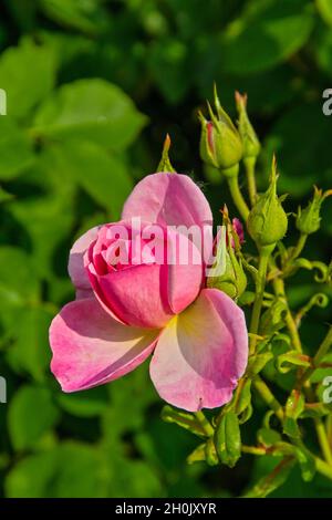 Rosa ornamentale (spec. Rosa), fiori rosa con diversi germogli, germania almanya tyskland Foto Stock