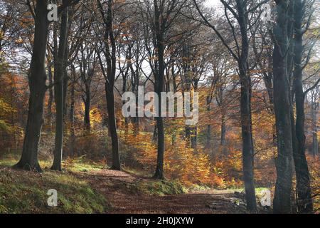 Foresta di faggio in autunno in controluce, Germania, Renania Settentrionale-Vestfalia, NSG Lampertstal , Alendorf Foto Stock