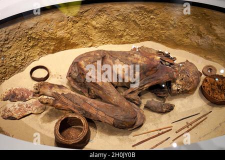 TORINO, ITALIA - 19 AGOSTO 2021: Mamma in posizione fetale. Mummificazione di un corpo durante la civiltà egizia, Museo Egizio di Torino, Italia Foto Stock