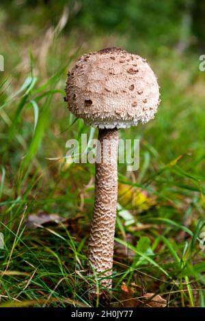 Parasolo (Macrolepiota procera, Lepiotia procera), giovane corpo fruttato singolo sul terreno forestale , Germania, Meclemburgo-Pomerania occidentale, Muritz Foto Stock