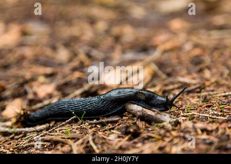 Grande slug nero, più grande slug nero, arion nero, lumaca nera (Arion ater), creeps sul pavimento della foresta, Germania, Meclemburgo-Pomerania occidentale, Muritz Foto Stock