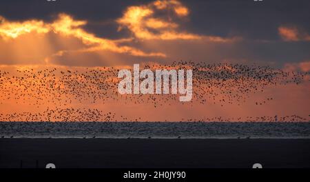 dunlin (Calidris alpina), Flying gregge sul mare di wadden dopo il tramonto, Paesi Bassi, Frisia Foto Stock