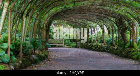 Una passerella del 19 ° secolo con pergola ad arco laburnum a Bodnant Gardens, Galles UK Foto Stock