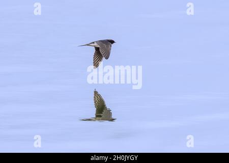 Fienile inghiottito (Hirundo rustica), in volo con immagine speculare sull'acqua, Germania, Baviera Foto Stock