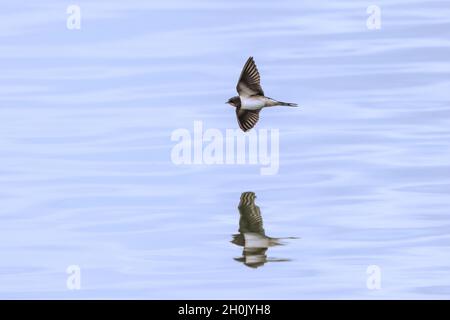 Fienile inghiottito (Hirundo rustica), in volo con immagine speculare sull'acqua, Germania, Baviera Foto Stock