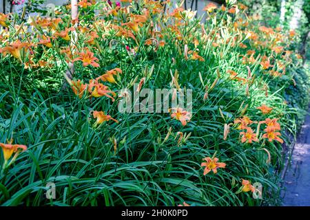 Molti piccoli fiori rosso arancio vivo di Lilium o Lily pianta in un giardino in stile cottage britannico in una giornata estiva soleggiata, bella backgrou floreale all'aperto Foto Stock