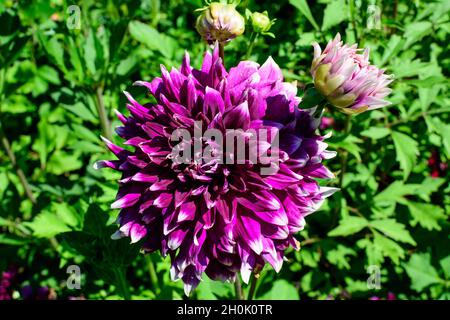 Primo piano di un bellissimo grande e vivido fiore di dahlia viola in piena fioritura su sfondo verde sfocato, fotografato con fuoco morbido in un giardino in un su Foto Stock