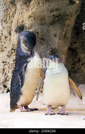 Pinguini nel parco faunistico di Perth Australia. Foto Stock