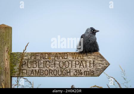Young Jackdaw seduto su un cartello di legno su un sentiero pubblico di headland Way Foto Stock