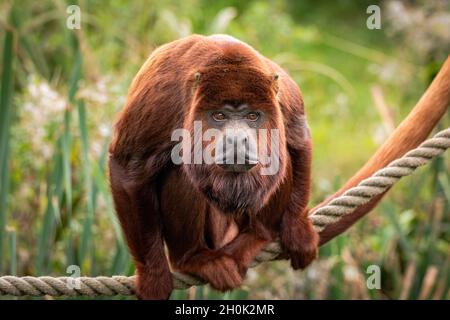 Urlatore scimmia poggiato su una corda con una faccia miserabile. Sfondo verde Foto Stock