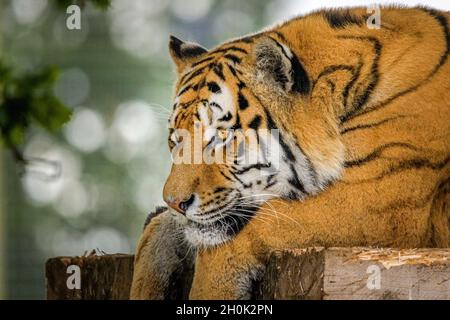 Ritratto laterale di una Tiger Amur in via di estinzione, steso a fissarsi in lontananza. Foto Stock