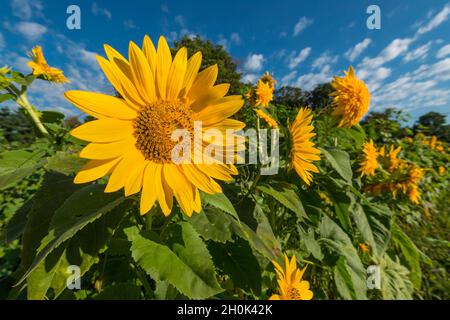 Girasoli in campo di girasole Foto Stock