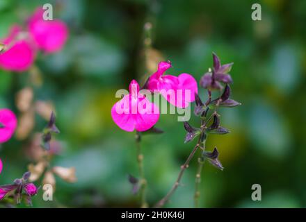 Primo piano di Baby Sage 'Pink Blush (Salvia microfylla) Foto Stock