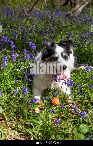 Collie bordo bianco e nero adulto che gioca con la sua palla in mezzo a un legno di bluebell: West Sussex, Regno Unito Foto Stock