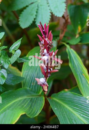 Primo piano di uno zenzero 'robusta' Cautleya spicata in autunno Foto Stock