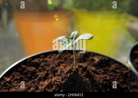 Primo piano germoglio di cannabis in una pentola. Il rametto fresco di canapa giovane cresce in terreno di cocco, posa piatta. Concetto di crescita micro. Foto Stock