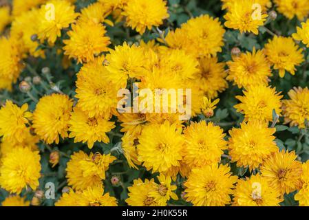Sfondo giallo di fiori di crisantemo. Fiori di crisantemo giallo brillante in una giornata d'autunno soleggiata Foto Stock