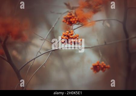 Cluster di bacche rowan rosse mature appendono su rami sottili a fine autunno. Bacche per uccelli e natura. Raccolto di Rowan. Foto Stock