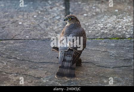 East Lothian, Scozia, Regno Unito, 13 ottobre 2021. Uno sparrowwhawk cattura un passero: L'uccello di preda (Accipiter nisus) swooped giù su un gruppo di passeri ad un alimentatore dell'uccello in un giardino rurale e caduto sul patio con il passero ancora vivo Foto Stock