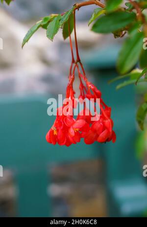 Primo piano di una Begonia foliosa, una specie di piante da fiore della famiglia Begoniaceae, originaria della Colombia e del Venezuela Foto Stock