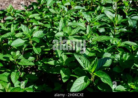 Menta verde fresca o mentha x piperita, anche conosciuta come foglie di Mentha balsamea alla luce diretta del sole, in un giardino di erbe biologiche, in una soleggiata estate da Foto Stock