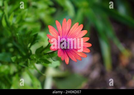 primo piano di una bella margherita africana (osteospermum) Foto Stock