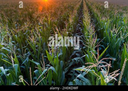 Immagine aerea di campo di mais al tramonto sparare dal drone in inizio estate Foto Stock