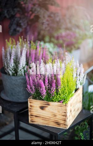 Fiore Heather in una scatola di legno, all'aperto. C'è un'altra pianta di Heather in pentola di zinco sullo sfondo. I fiori sono viola, rosa e verde. Foto Stock