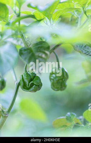 Chili cioccolato scotch cofano sulla pianta. Il peperoncino è ancora verde. Maturerà al marrone del cioccolato. Piccante scouville chili 100 000 a 300 00 Foto Stock