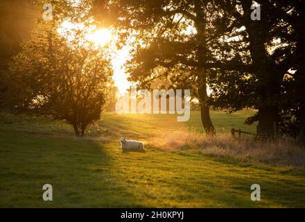 Una pecora seduta in un pezzetto di luce del sole su terreni agricoli in Worcestershire, Regno Unito. Foto Stock