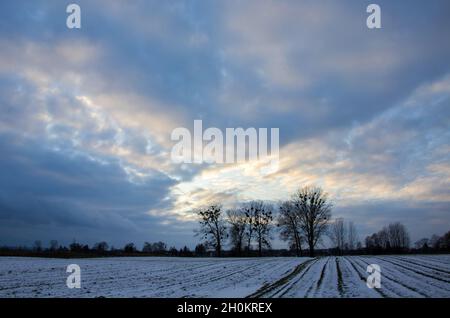 Neve sul campo con alberi e un paesaggio di nuvole, Zarzecze, Polonia Foto Stock