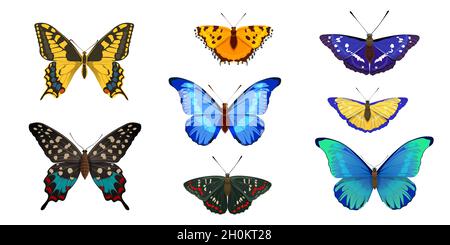 Set di farfalle tropicali su sfondo bianco Illustrazione Vettoriale