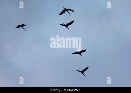 Cinque (5) ibis lucido (Plegadis falcinellus) in volo Foto Stock