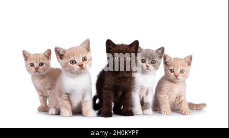 Fila di 5 gattini di gatto britannico Shortair colorati, in piedi e seduti insieme. Fotocamera rivolta verso l'alto. Isolato su sfondo bianco. Foto Stock