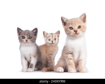 Un mazzo di 3 gattini di gatto di Shortair inglesi di vari colori, in piedi e seduti insieme. Fotocamera rivolta verso l'alto. Isolato su sfondo bianco. Foto Stock