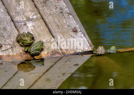 Rana commestibile, Pelophylax kl.esculentus Foto Stock