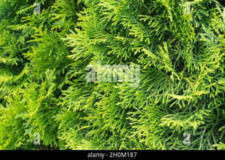 primo piano su una verde siepe di cedro bianco Foto Stock