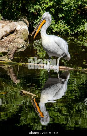 Il pellicano dalmata (Pelecanus crispus) in piedi su un tronco d'albero in acqua con il suo specchio. Foto Stock