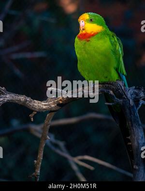 Il pappagallo superbo (Polytelis swainsonii) illuminato dai raggi del tramonto Foto Stock