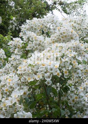 Fioritura di blumi di rosa rampicante, varietà " Kiftsgate', Rosa Filipes. Worcestershire, Regno Unito Foto Stock