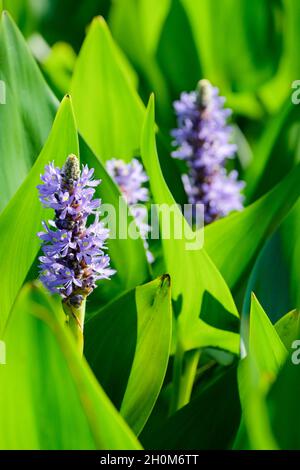 Pontederia cordata, alga da sottaceti o pickerel. Pianta d'acqua marginale con fiori blu pallido. Foto Stock