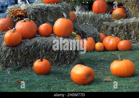 Esposizione a zucche, crisantemi e balle di fieno su un prato verde Foto Stock