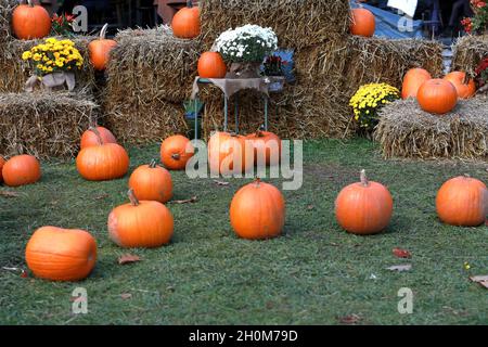 Esposizione a zucche, crisantemi e balle di fieno su un prato verde Foto Stock