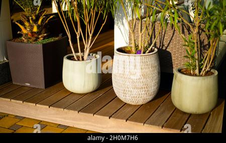 Pentole di ceramica di colore diverso con piante su un ponte di legno. Patio. Terrazza. Foto Stock