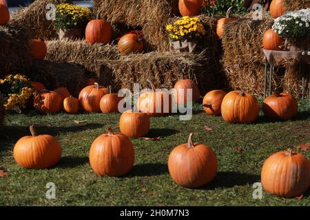 Esposizione a zucche, crisantemi e balle di fieno su un prato verde Foto Stock
